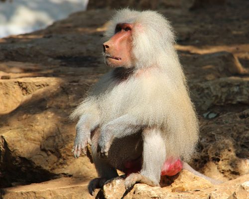 baviaan